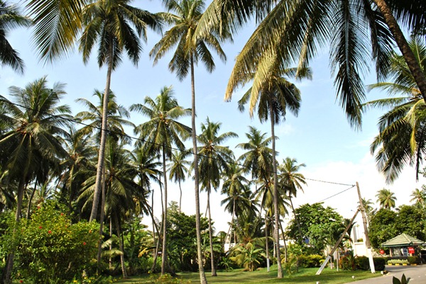 sri lanka coconut trees