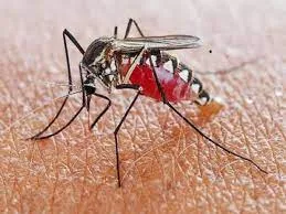 ICMR develops tech to kill mosquitos