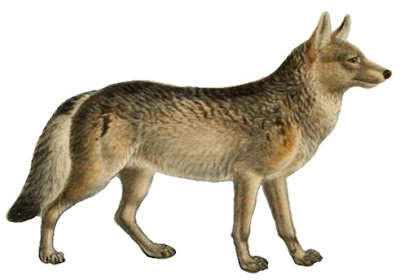 Canis lupus lycaon 