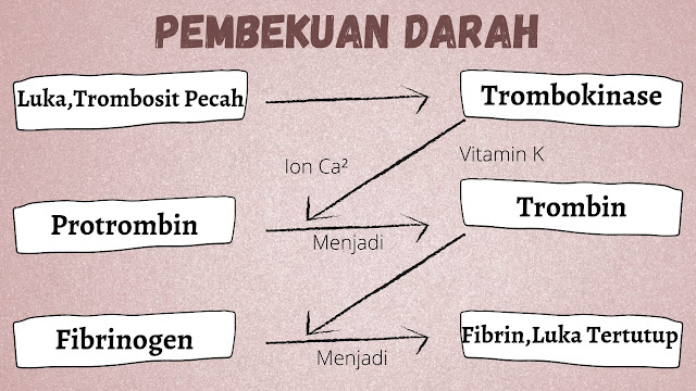 pembekuan darah, darah, trombokinase, fibrin