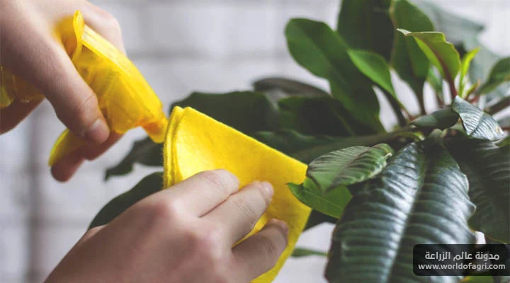 كيفية استخدام زيت النيم لتنظيف أوراق النبات المنزلية - عالم الزراعة