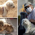 Anjing setia redah perjalanan 58KM selama 26 hari untuk mencari tuannya selepas tertinggal di hentian rehat lebuhraya