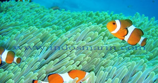 1001 Gambar  Keren Gambar  Nemo