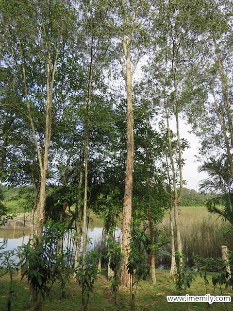 Green Lung of the City @ Putrajaya Wetland Park