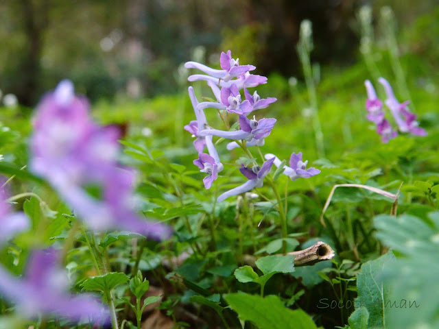 Corydalis lineariloba