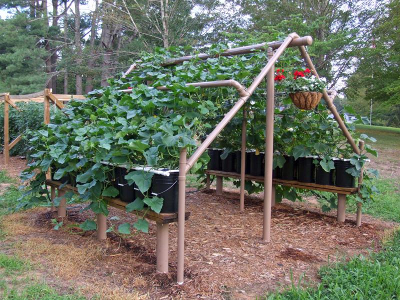 ... Concord Grapes: Building a Garden Trellis Using Detailed Trellis Plans