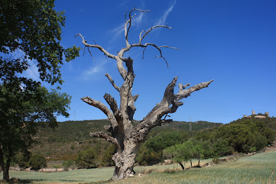 CASTELLS DEL GAIÀ SANTA PERPÈTUA DE GAIÀ-VALLESPINOSA-CASTELL DE SABURELLA-QUEROL, Roure de Cal Mandíl al terme municipal de Querol