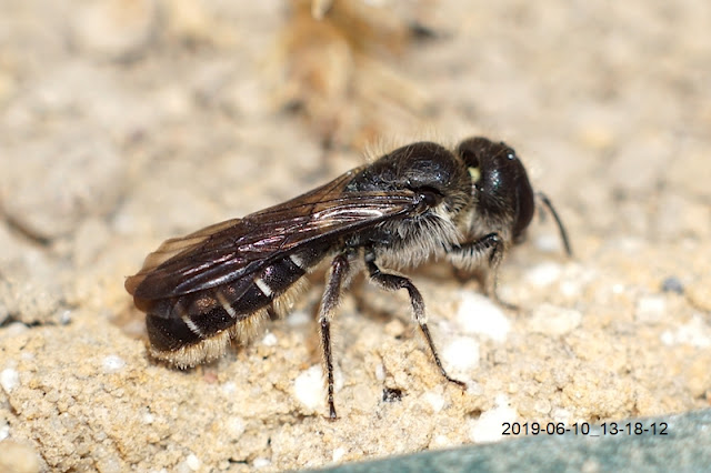 Nożycówka pospolita Cholestoma florisomne L.