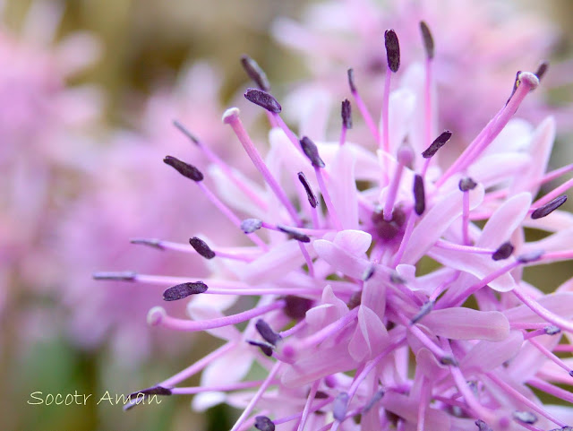 Heloniopsis orientalis