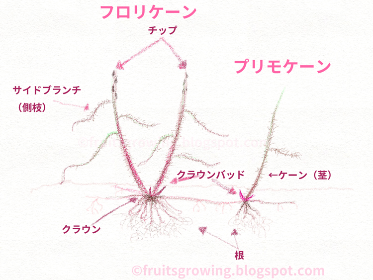 鉢植えラズベリーの育て方 おいしい鉢植え果樹の栽培育て方 自宅を果樹園に