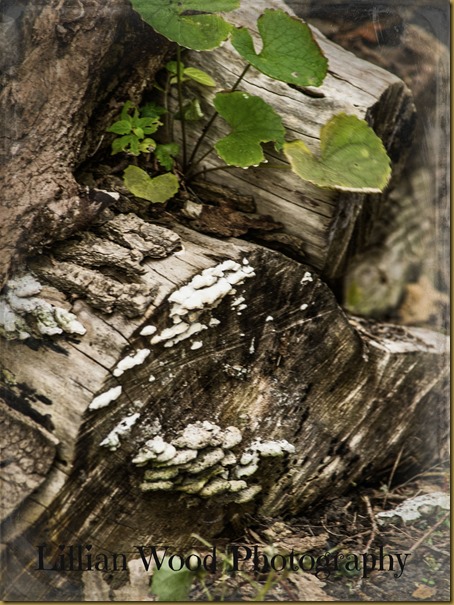 AUGUST 2015 (5 of 13)