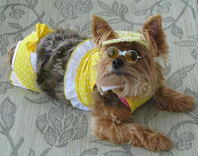 Funny Photos of Dogs in Bikinis