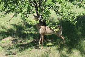 whitetail deer doe eating pear tree
