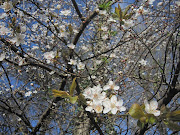 Arbre en fleurPhoto:lfdd (arbre en fleurs )