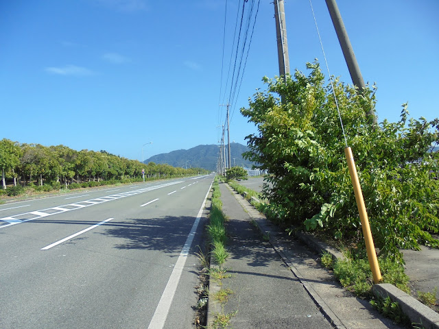 左手の植えてあるのが夢みなと公園