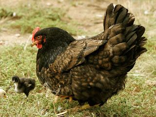 Hen