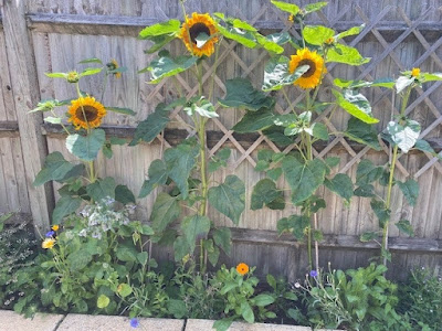 Flower bed with sunflowers and wild flowers