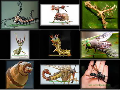 20 Serangga paling mematikan di Dunia