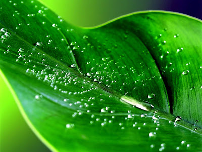 Beautiful Leaf HD Wallpaper.