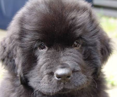 Newfoundland Dog