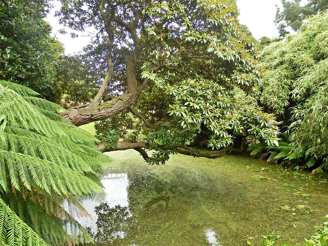 Pond and ferns at Lost Gardens of Heligan