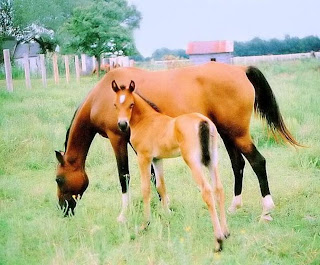 Arabian Horse