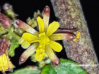 imagem-macro-da-pequena-flor-amarela-evidenciando-os-detalhes-das-sepalas-petalas-e-estames