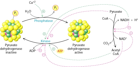 Resultado de imagem para piruvato desidrogenase.