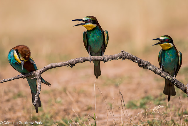 ABEJARUCO EUROPEO - Merops Apiaster