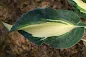 Hosta Dancing Stars care