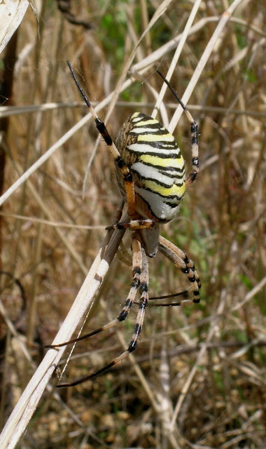 © Argiope bruennichi - www.baducanu.eu