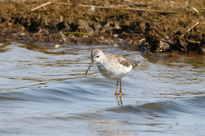 Sompetsjirk - Poelruiter - Tringa stagnatilis