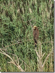 Marsh Harrier