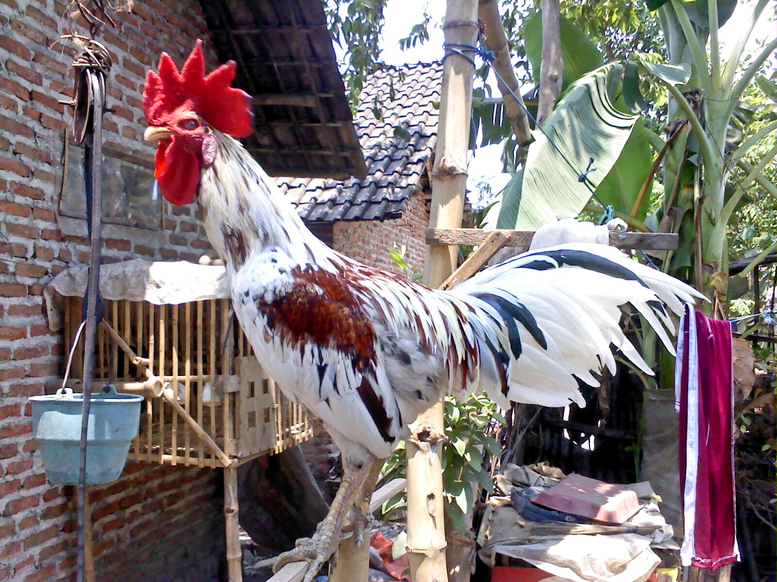 ternak ayam ras