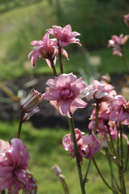 Lilium martagon f. fl.pl. ’Kallmora’