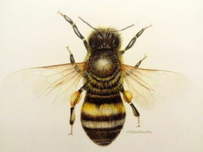 Drawing of a bee. Wildlife Artist.