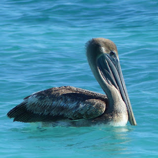 Pelecanus occidentalis - Pélican brun