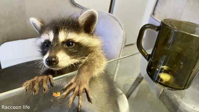 Don't Get a Pet Raccoon if You Want To Be Miserable