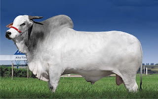 bovină zebu