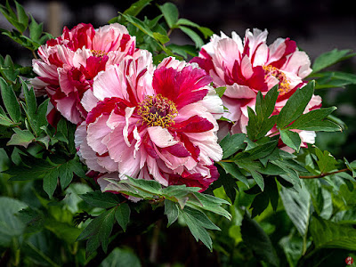 Peony flowers: Kencho-ji