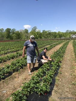 Picking strawberries