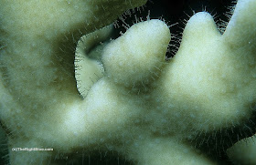 Macro photo of fire coral showing the dactylozooids Red Sea fire coral (Millepora dichotoma)