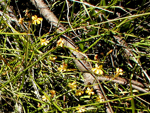 Goodenia sp, Iluka, New South Wales, Australia. Photo by Loire Valley Time Travel.