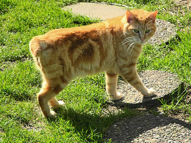 bobtailed orange-ginger tom cat