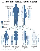 Inheritance of G6PD Deficiency