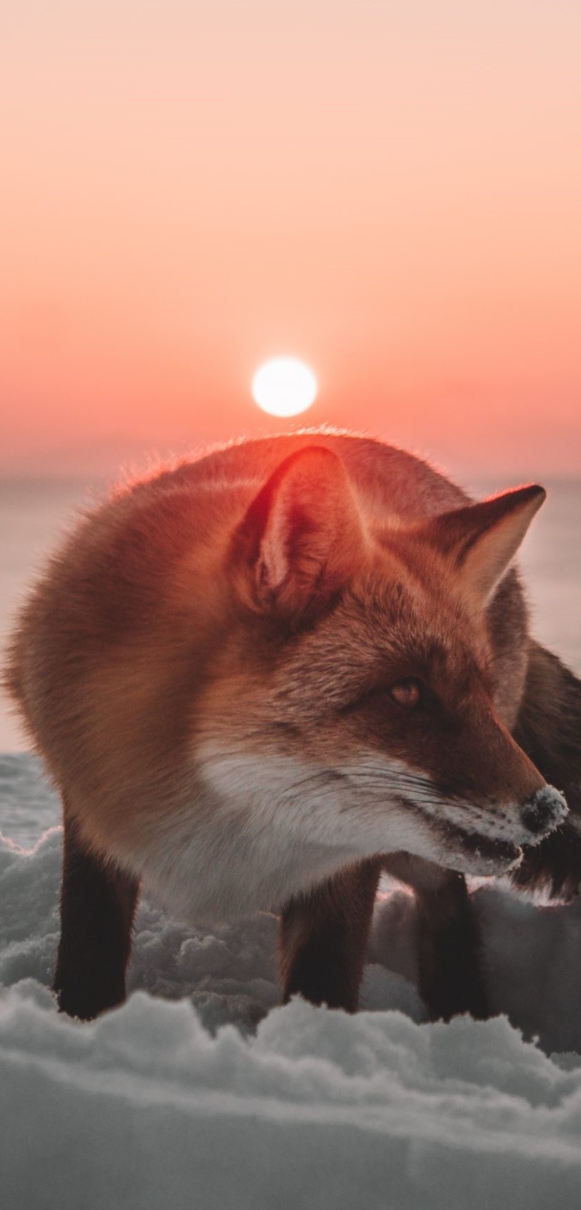 Fox sunrise hunting.