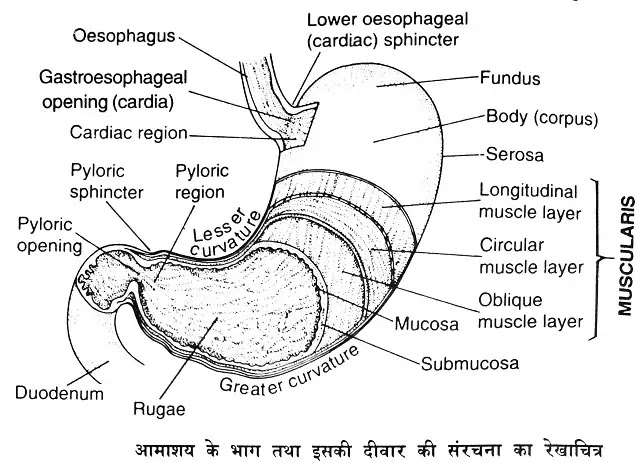 आमाशय की संरचना (Structure of Stomach) तथा कार्य|hindi