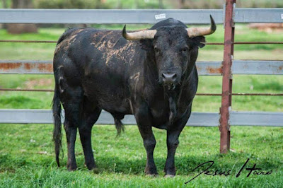 toro semental ganaderia galisteo alambrada campo