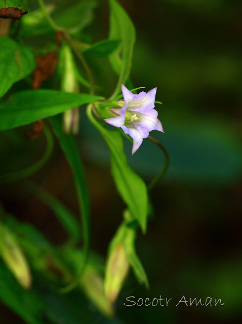 Tripterospermum japonicum