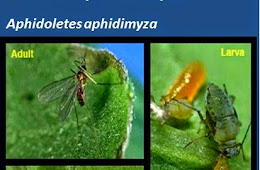 Biyolojik Mücadelede Avcı Böcekler (Predatörler)